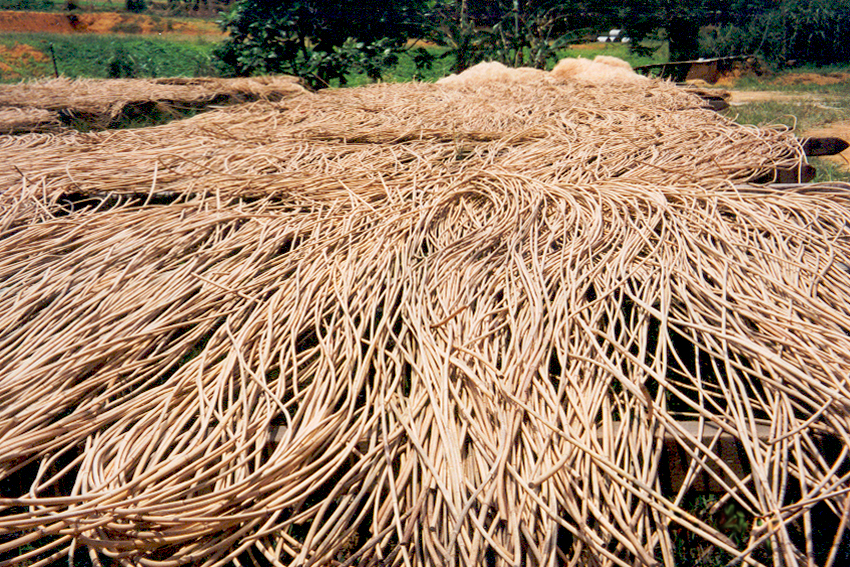 Rotin naturel séchant après récolte, fibres végétales artisanales